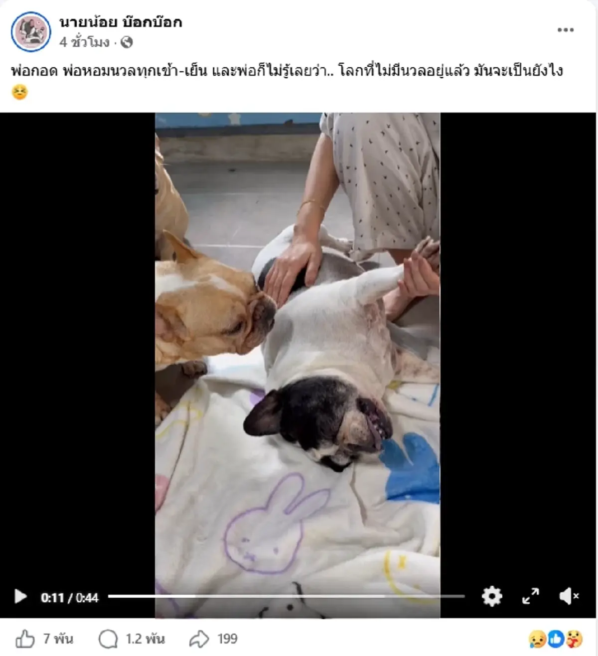 สุดเศร้า ศรีนวล น้องหมาชอบนอนหงายพุง กลับดาวหมาแล้ว