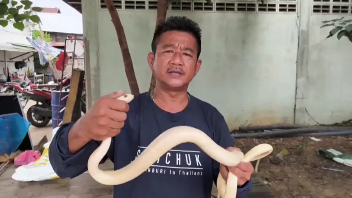 เปิดเลขที่บ้าน หลังเจองูสิงหางลายเผือกตาแดงเลื้อยติดสุ่มไก่