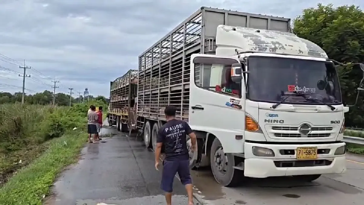 สลด รถบรรทุกหมู 200 ตัว พลิกคว่ำลงร่องน้ำ เสียชีวิตจำนวนมาก