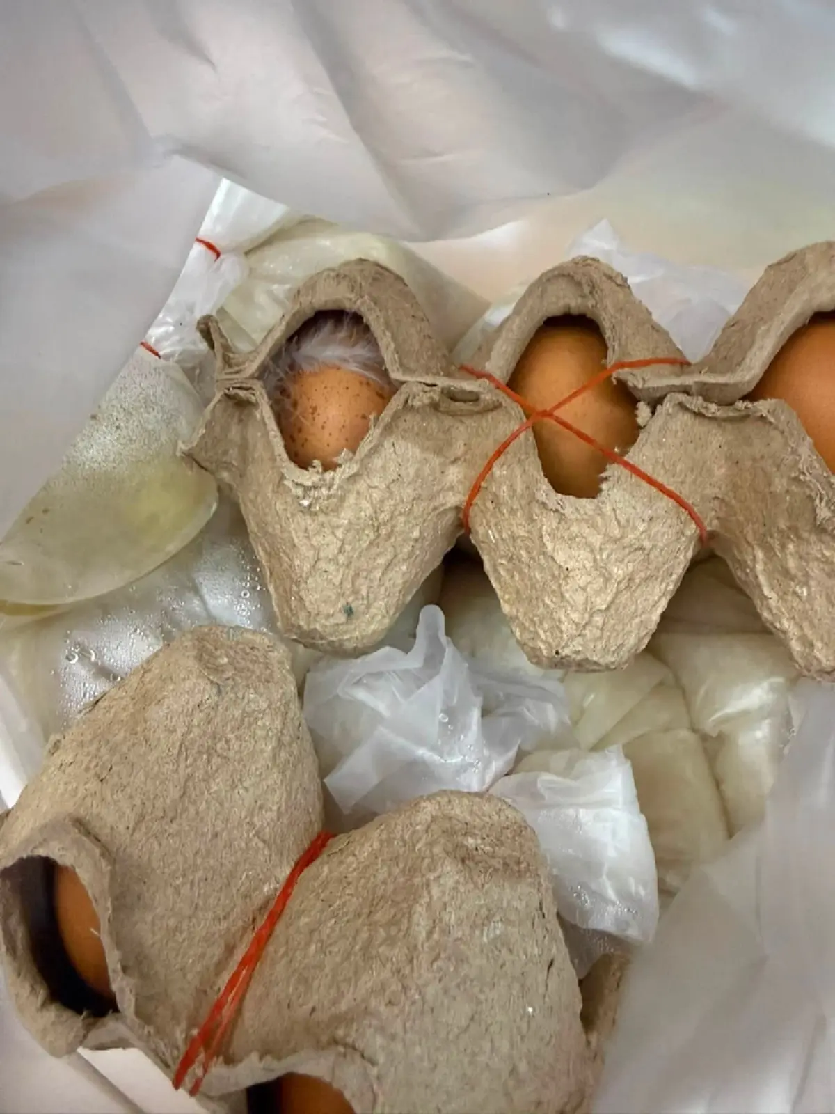 ทัวร์ลงสนั่น ลูกค้าเจอขนไก่ในไข่ลวก เพจดังชี้สิ่งสำคัญน่ากังวล