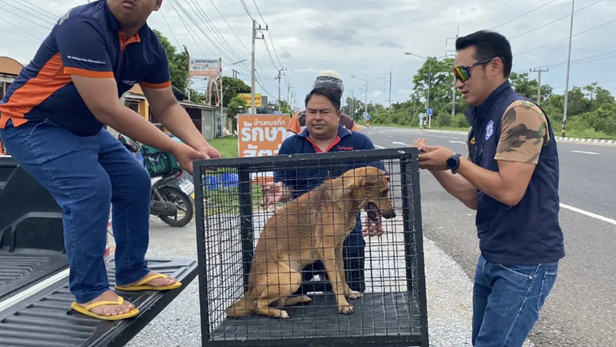 หมาจรทำผิดอะไร? ถูกปืนลูกดอกอาการสาหัส คาดเหตุคุ้ยขยะหน้าบ้าน