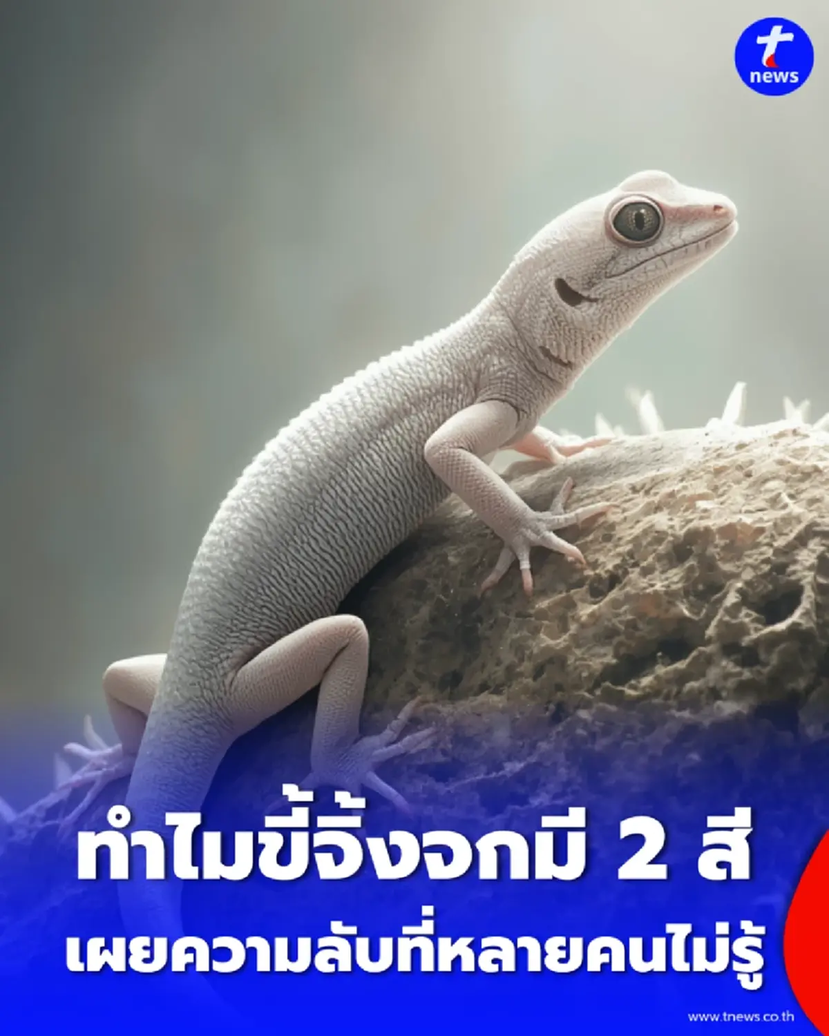 ทำไมขี้จิ้งจกมี 2 สี สีขาว-ดำต่างกันอย่างไร ส่วนไหนคือของจริงกันแน่