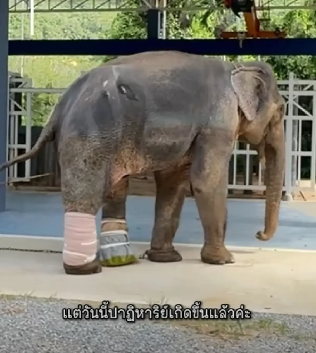 เกินคาด อาการล่าสุด "พี่เดียว" ช้างขาหัก ปาฏิหาริย์เกิดขึ้นแล้ว