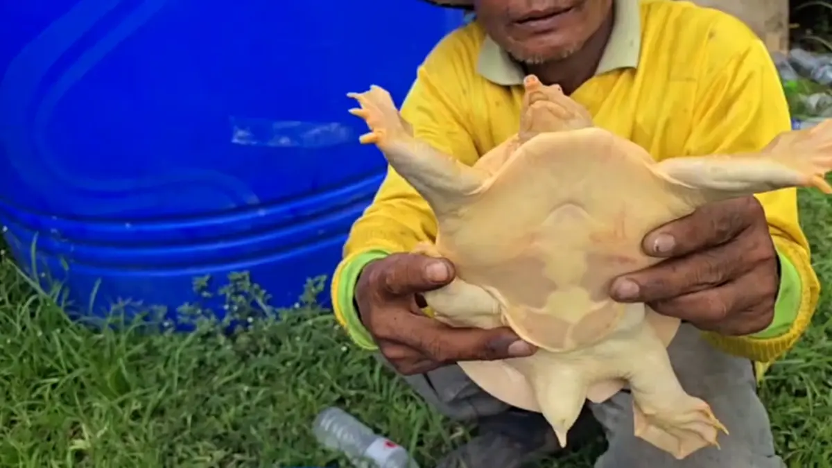 ฮือฮา! พบตะพาบน้ำสีทองโผล่กลางทุ่งนา ชาวบ้านแห่ส่องเลขที่บ้าน