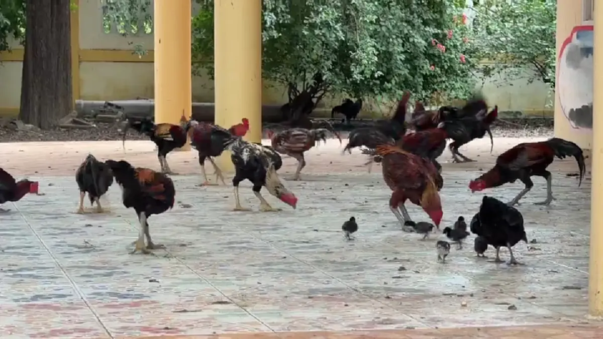 วัดเพชรบุรีเดือดร้อน! เซียนไก่ชนแพ้แล้วทิ้งวัดนับร้อยตัว