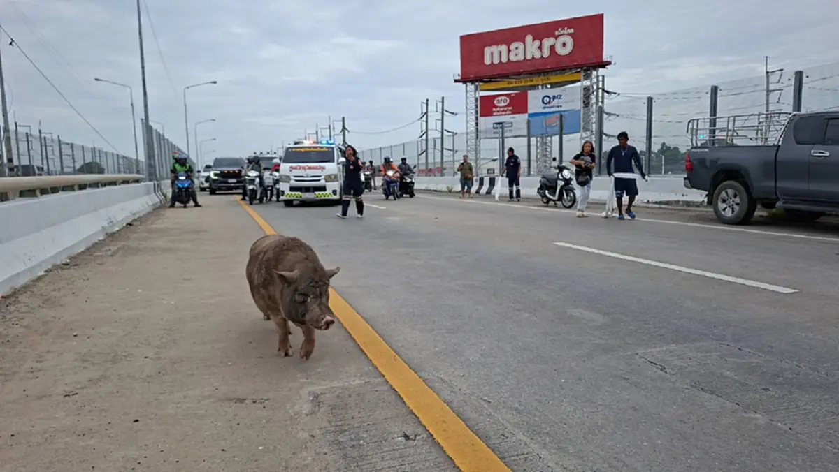 หนีเที่ยว 4 วัน! "เจ้าเล็ก" หมูป่า 100 โลป่วนสะพาน ตาต้องง้อกลับ