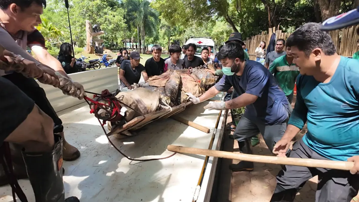 ระทึกทั้งสวนสัตว์! เปิดภารกิจสยบ "เจ้าฟาโรห์" ตะโขงยักษ์ 4.5 เมตร