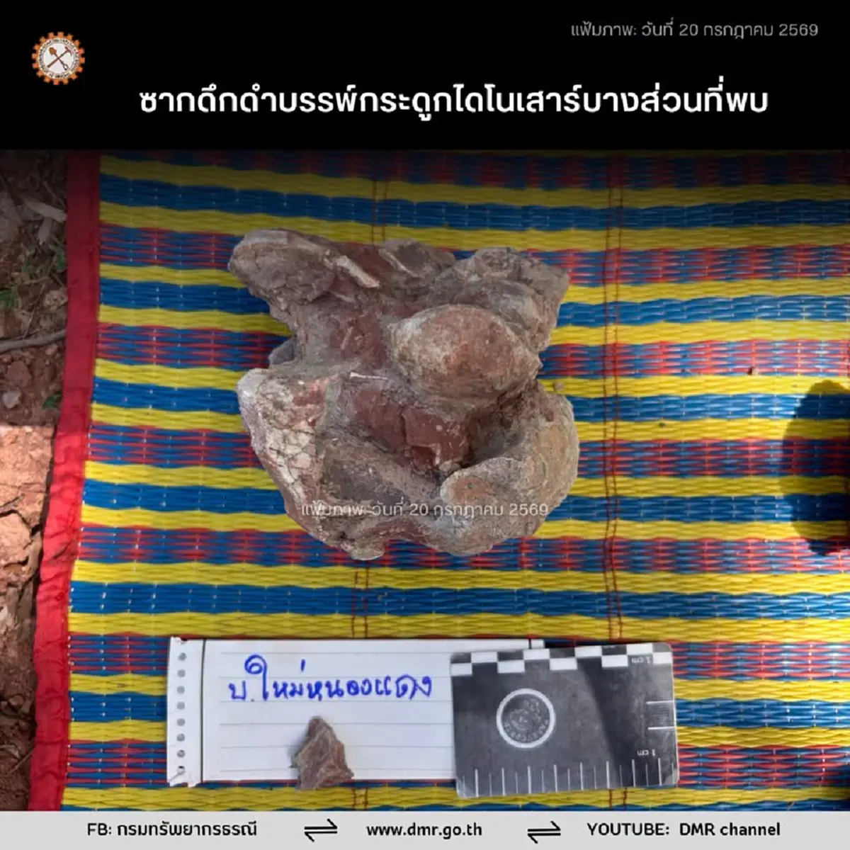 พบซากไดโนเสาร์ชัยภูมิเพิ่ม อายุกว่า 130 ล้านปี ตะลึงเก่าแก่กว่านาคาไททัน!