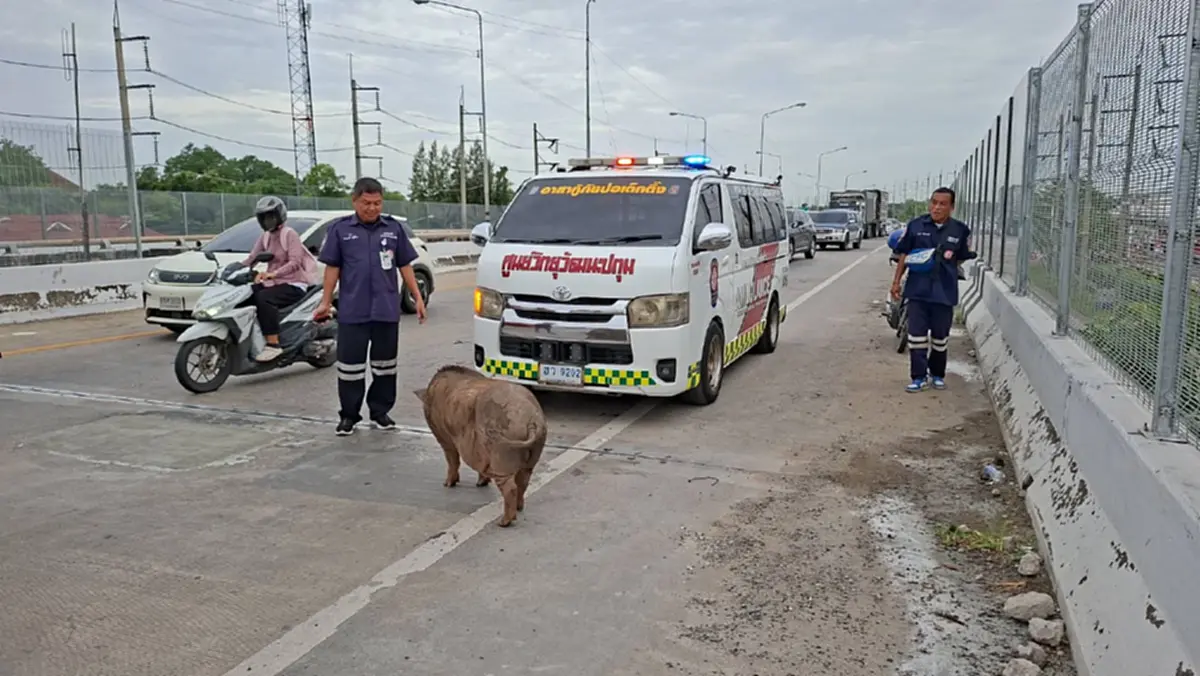 หนีเที่ยว 4 วัน! "เจ้าเล็ก" หมูป่า 100 โลป่วนสะพาน ตาต้องง้อกลับ