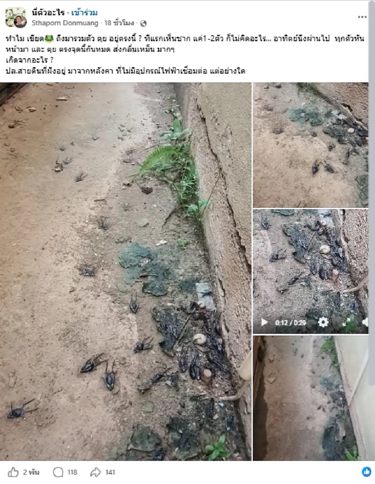 ใครจะคิด เขียดตายเป็นกองตรงแท่งสายดิน สุดท้ายเจอสาเหตุชวนผวา