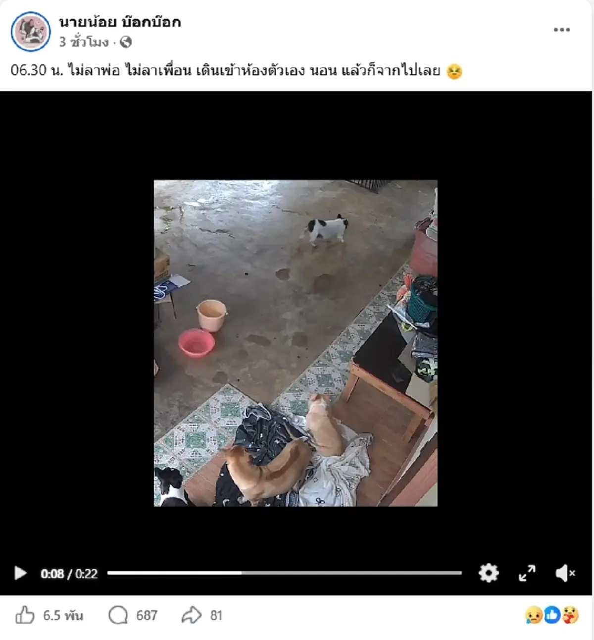 สุดเศร้า ศรีนวล น้องหมาชอบนอนหงายพุง กลับดาวหมาแล้ว