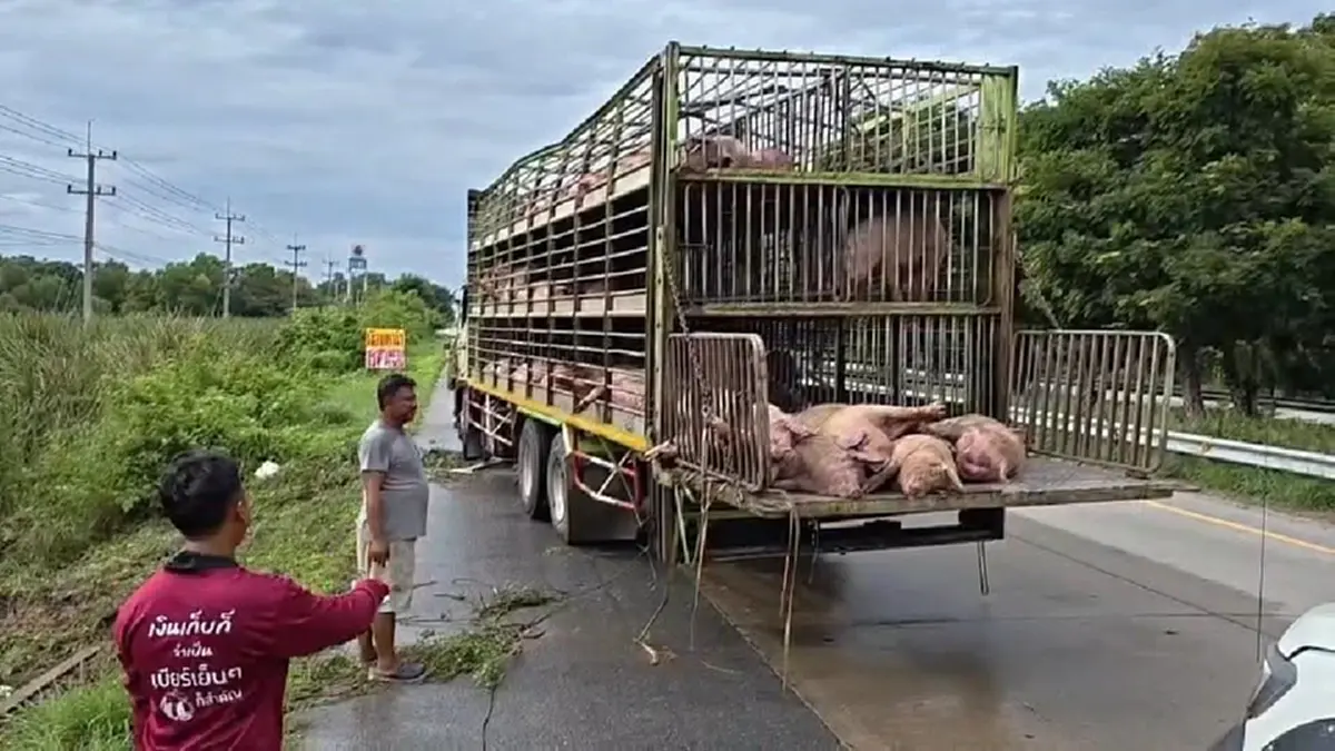 สลด รถบรรทุกหมู 200 ตัว พลิกคว่ำลงร่องน้ำ เสียชีวิตจำนวนมาก