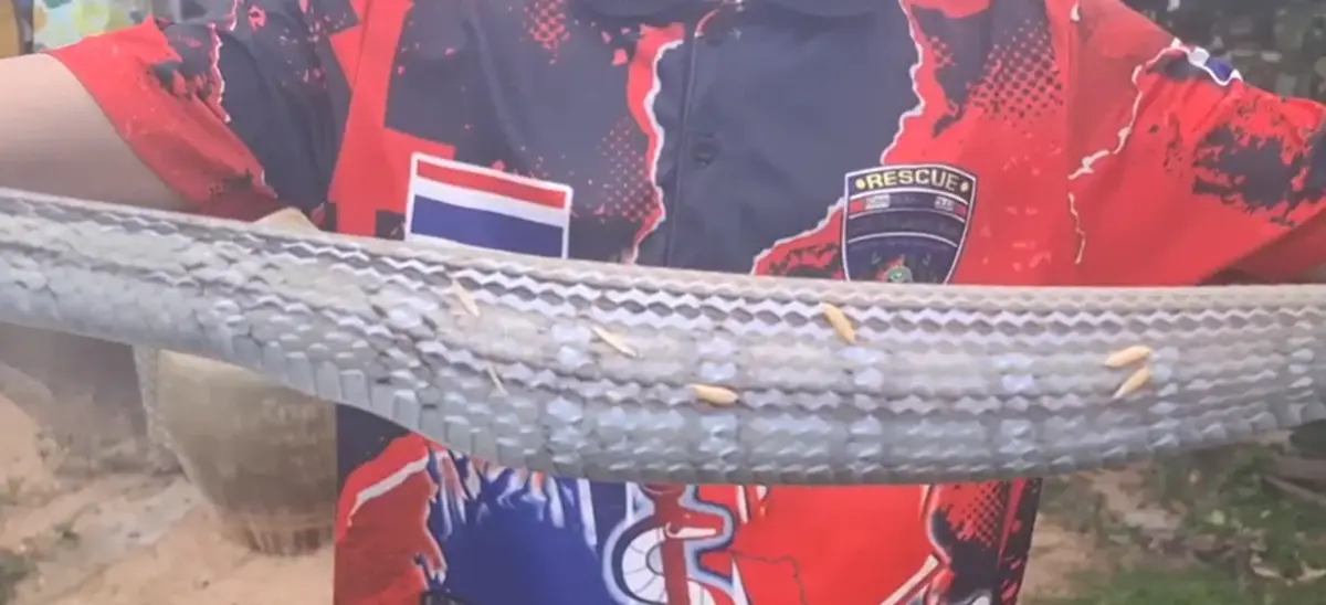 ชาวบ้านผวา "งูสา" เลื้อยซุกยุ้งฉาง ยาวกว่า 1 เมตร แห่ส่องบ้านเลขที่
