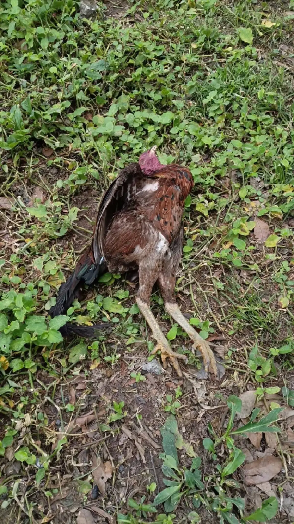 ผวาทั้งหมู่บ้าน! สุนัข-ไก่ ดับปริศนา คืนเดียว 17 ตัว สงสัยถูกวางยา
