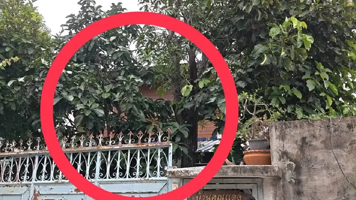นาทีชีวิต! ฝูงผึ้งหลวงนับหมื่นแตกรัง รุมถล่มชาวบ้านย่านประชาอุทิศ