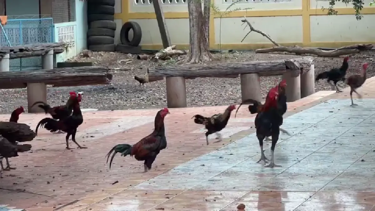 วัดเพชรบุรีเดือดร้อน! เซียนไก่ชนแพ้แล้วทิ้งวัดนับร้อยตัว