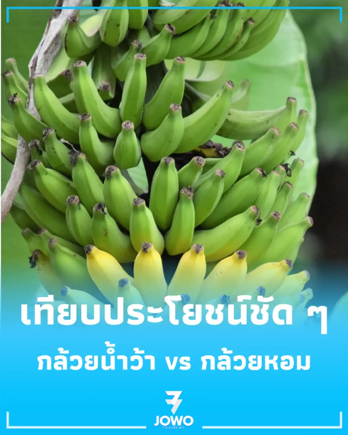 กล้วยน้ำว้า vs กล้วยหอม สารอาหารต่างกันอย่างไร กินแบบไหนเหมาะกับใคร