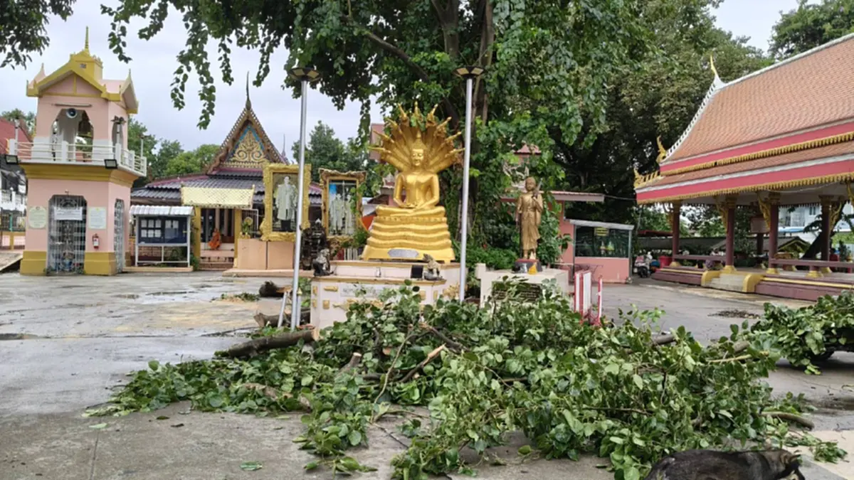 พายุซัดต้นโพธิ์ล้มเฉียดพระพุทธรูป ชาวบ้านเชื่อบารมีคุ้มภัย