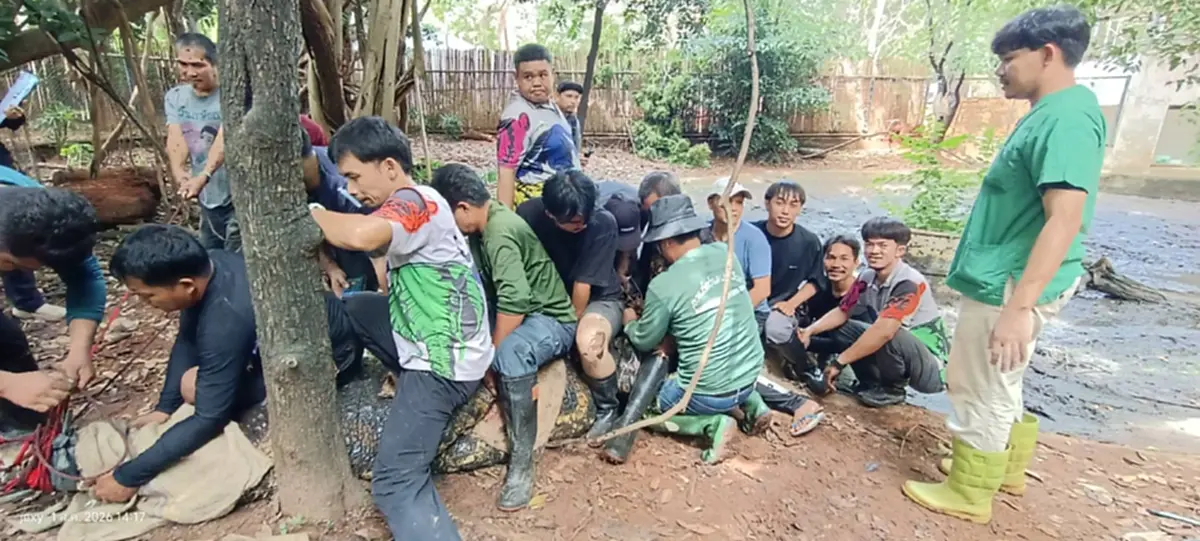 ระทึกทั้งสวนสัตว์! เปิดภารกิจสยบ "เจ้าฟาโรห์" ตะโขงยักษ์ 4.5 เมตร