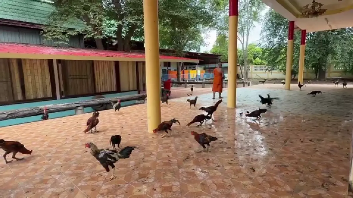 วัดเพชรบุรีเดือดร้อน! เซียนไก่ชนแพ้แล้วทิ้งวัดนับร้อยตัว