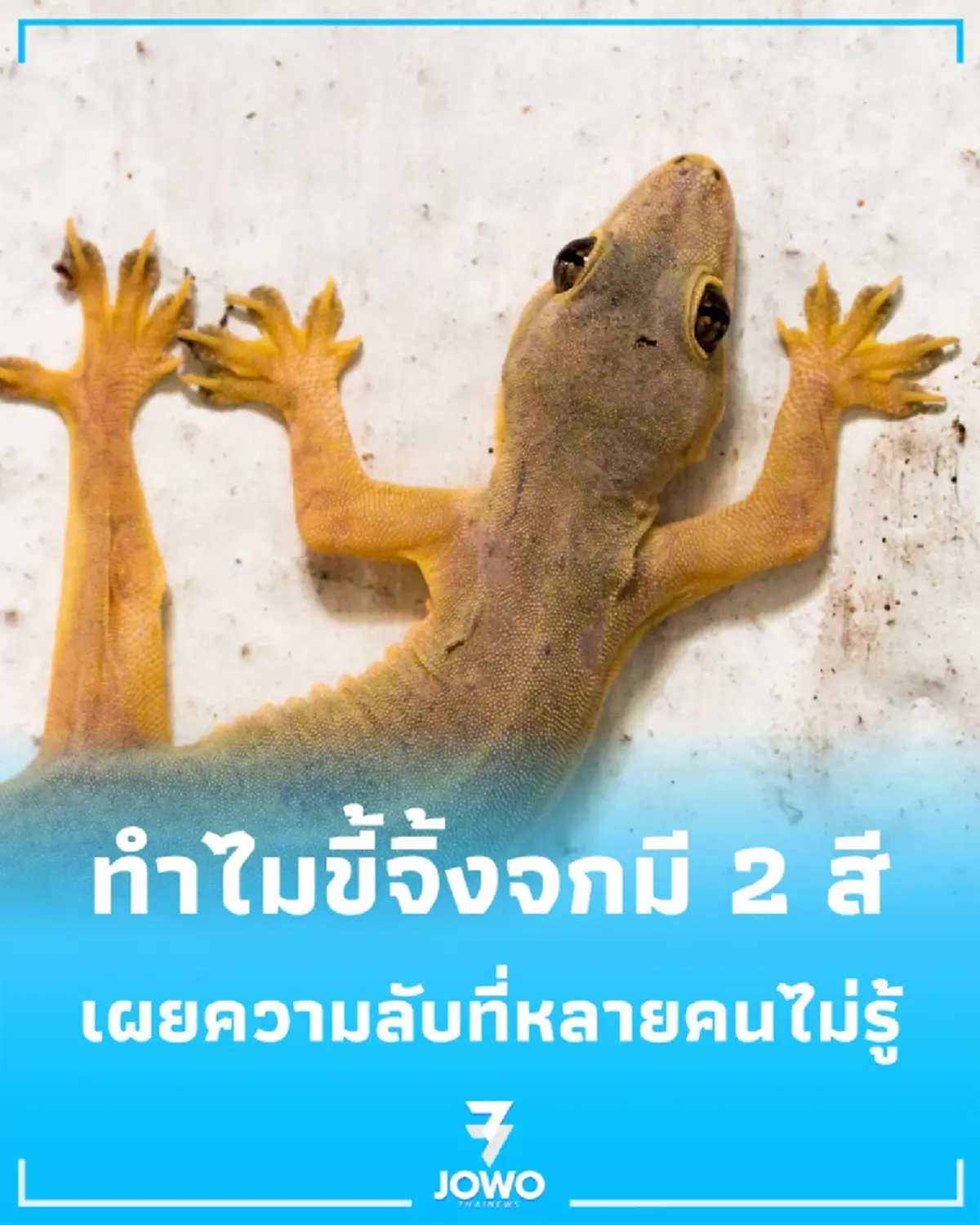 ทำไมขี้จิ้งจกมี 2 สี สีขาว-ดำต่างกันอย่างไร ส่วนไหนคือของจริงกันแน่