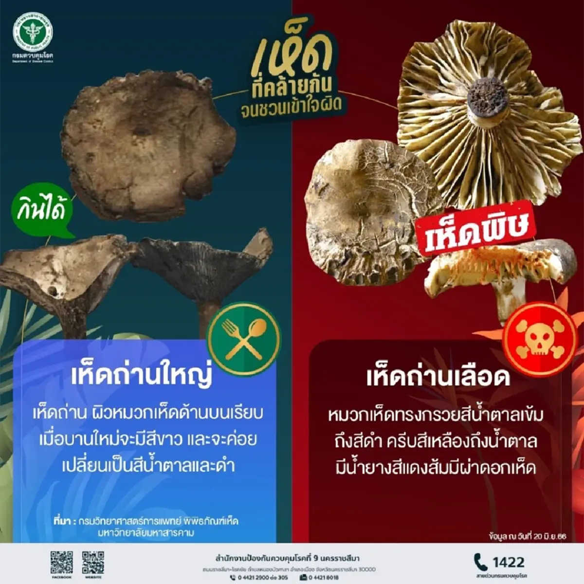 เตือนภัยเห็ดพิษ! อีสานใต้ป่วยทะลุ 335 ราย ชัยภูมิหนักสุด