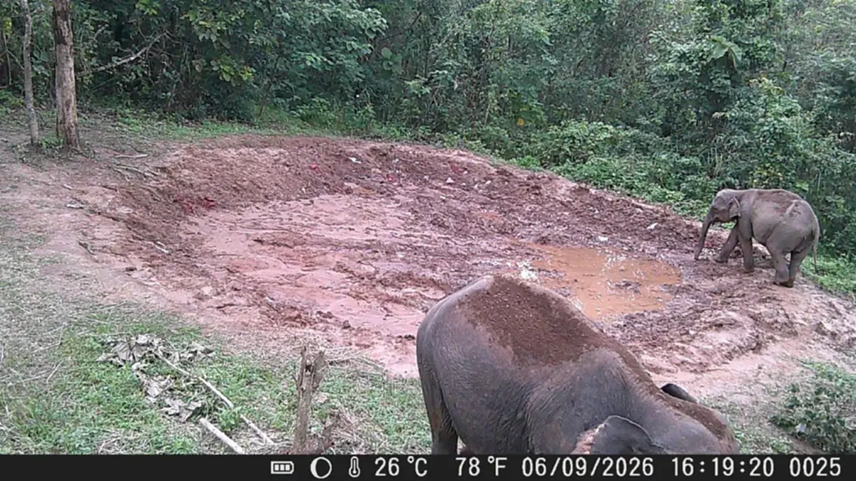 ผู้ว่าฯ เลยปลื้ม! ช้างป่าแห่กินโป่งเทียมภูหลวง คืนสมบูรณ์สู่ป่า