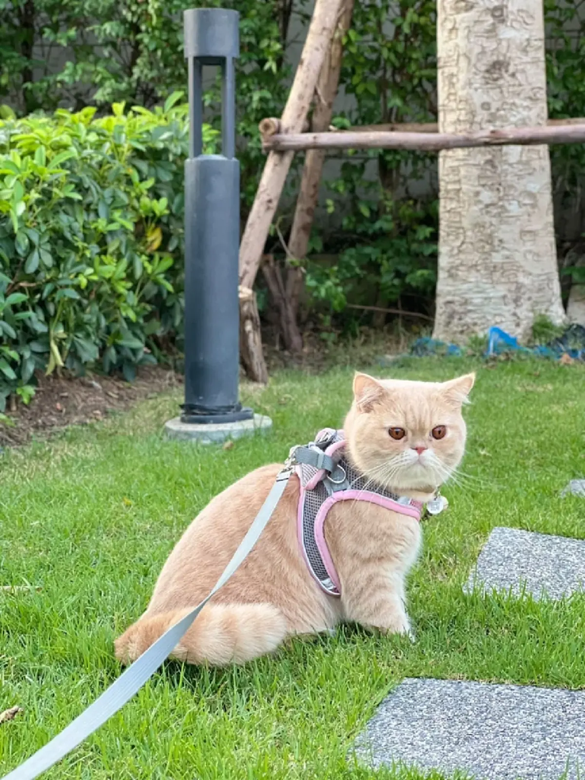 หัวอกแม่แทบสลาย! วอนช่วยตามหา "น้องชิโอะ" ป่วยโรคหัวใจหลุดหาย