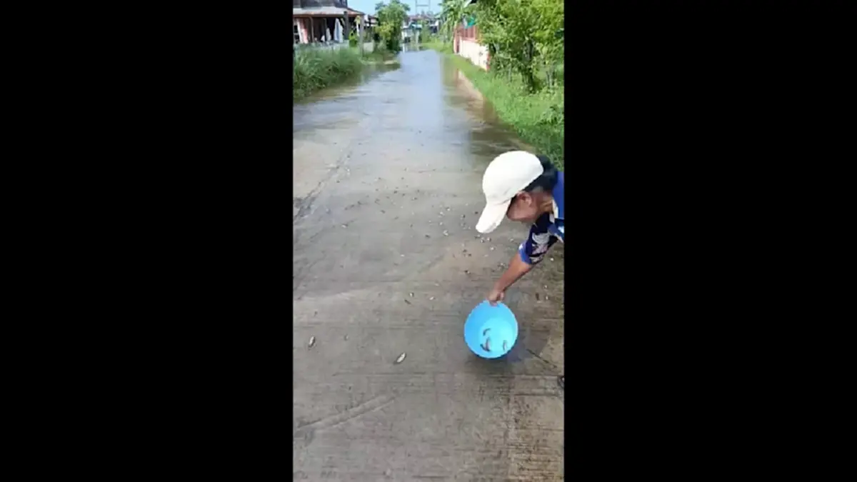 น้ำท่วมถนนสุรินทร์! ปลานับร้อยข้ามฝั่ง ชาวบ้านดักจับแบ่งกันกิน
