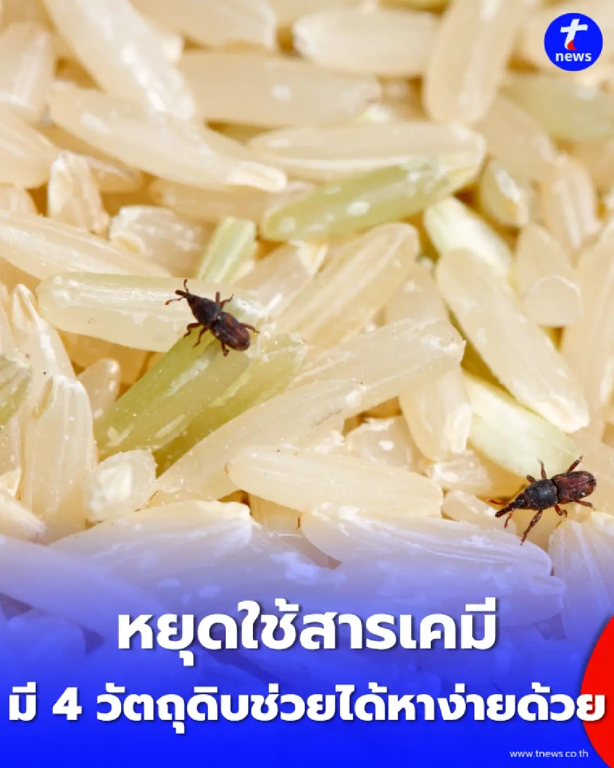 "มอดขึ้นข้าวสารเต็มถัง" หยุดใช้สารเคมี มี 4 วัตถุดิบช่วยได้ หาง่ายด้วย