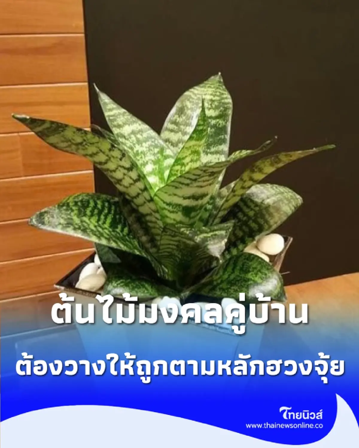 เปิดจุดควรวาง ต้นลิ้นมังกร ตามความเชื่อฮวงจุ้ย ช่วยเสริมบรรยากาศดี ๆ ให้บ้าน