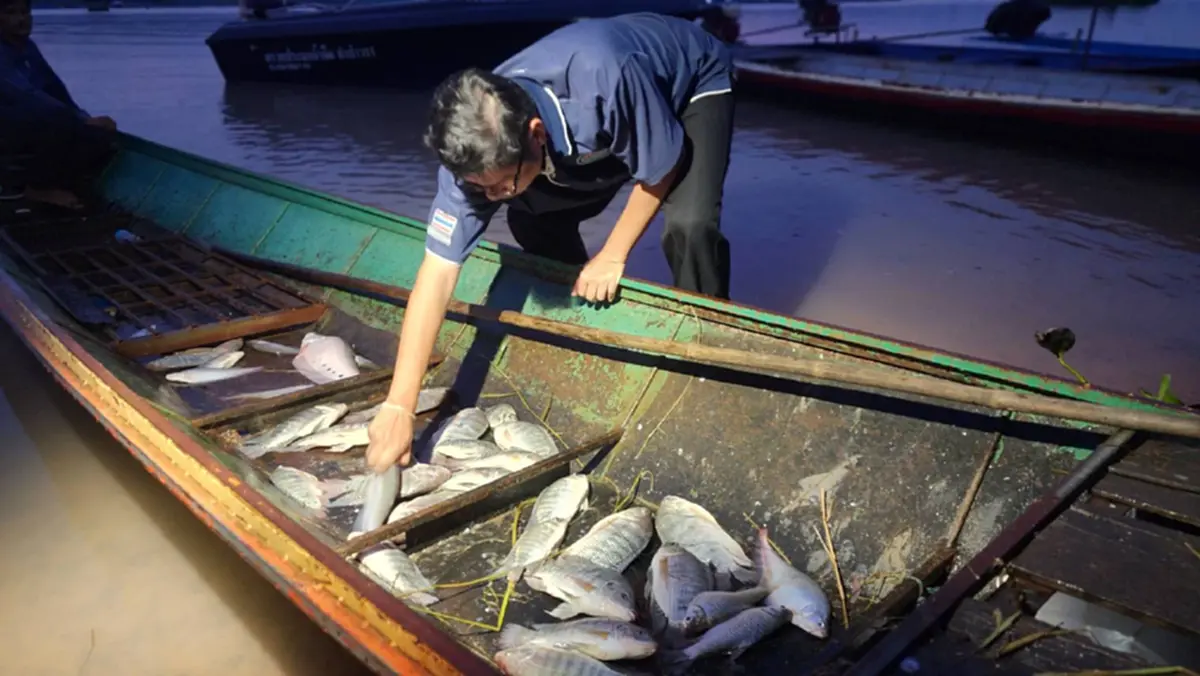 กาฬสินธุ์ตรวจเข้มเขื่อนลำปาว! ยังไม่พบปลาหมอคางดำระบาด