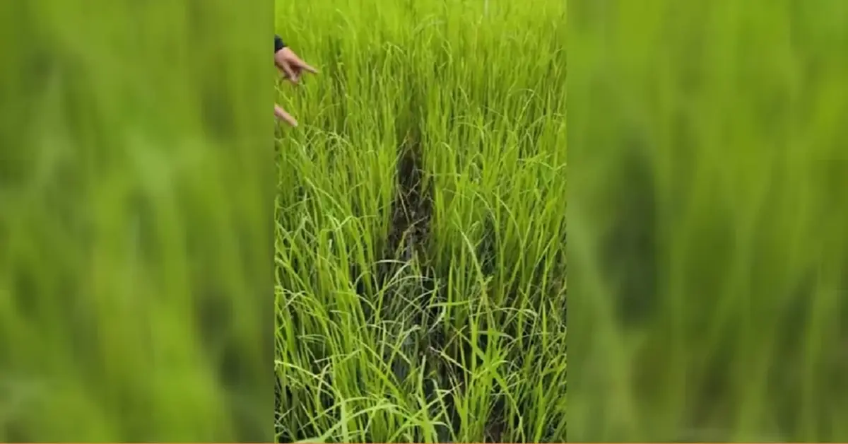 ชาวบ้านนะจังงัง พบสัตว์ปริศนา หลังเสือหลุด 6 เดือนยังจับไม่ได้