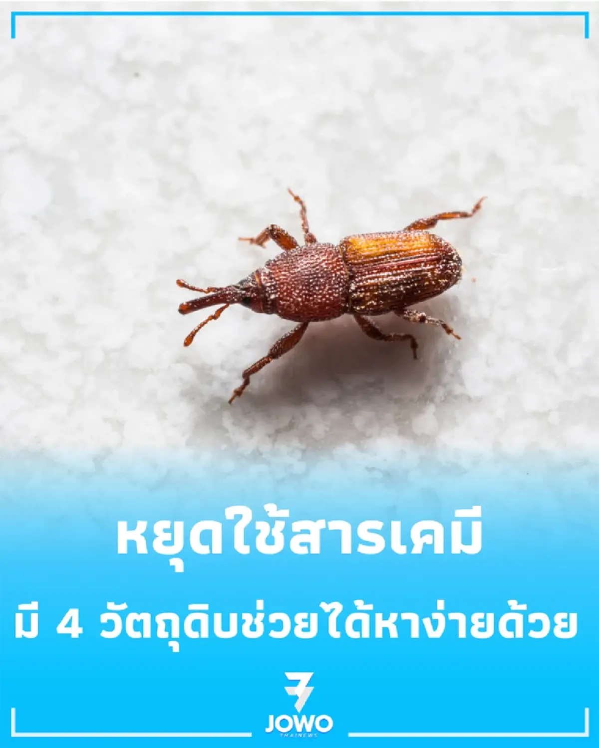 "มอดขึ้นข้าวสารเต็มถัง" หยุดใช้สารเคมี มี 4 วัตถุดิบช่วยได้ หาง่ายด้วย