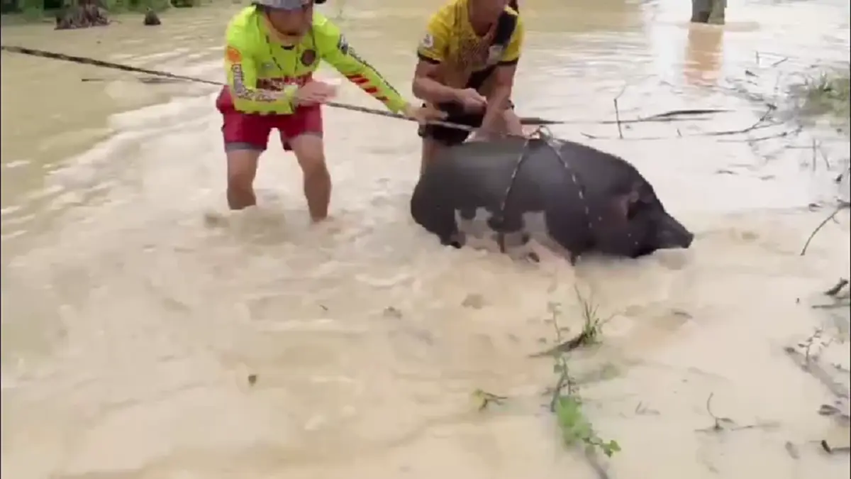 ปลวกแดงอ่วม! น้ำทะลักท่วมบ้าน กู้ภัยช่วยหมู 7 ตัวลอยคอรอด