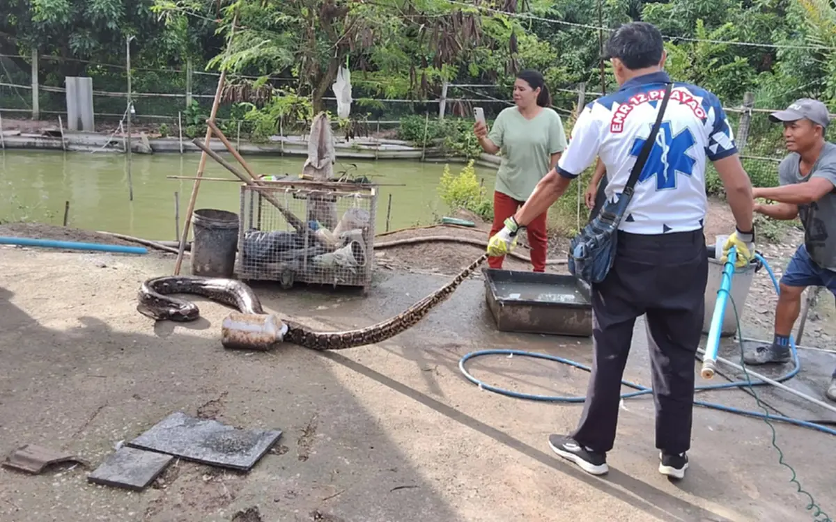 เป็ดร้องลั่นทั้งเล้า! เปิดภาพงูเหลือมยักษ์ 3.55 เมตร บุกกลางสระ