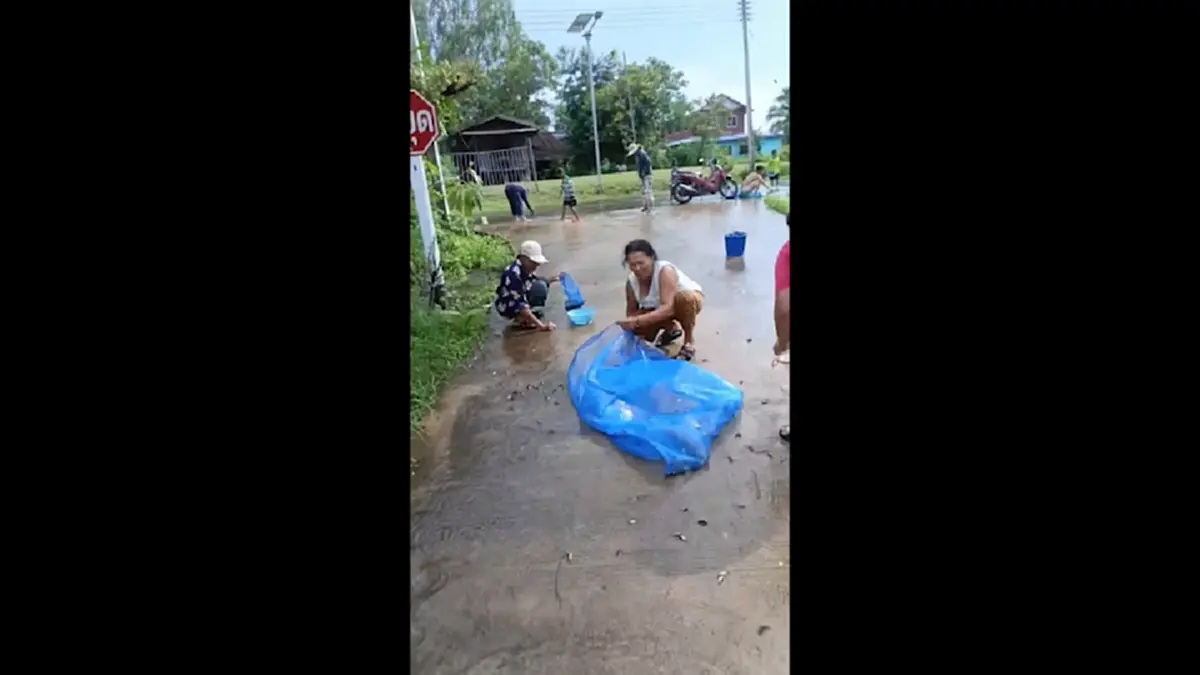 น้ำท่วมถนนสุรินทร์! ปลานับร้อยข้ามฝั่ง ชาวบ้านดักจับแบ่งกันกิน