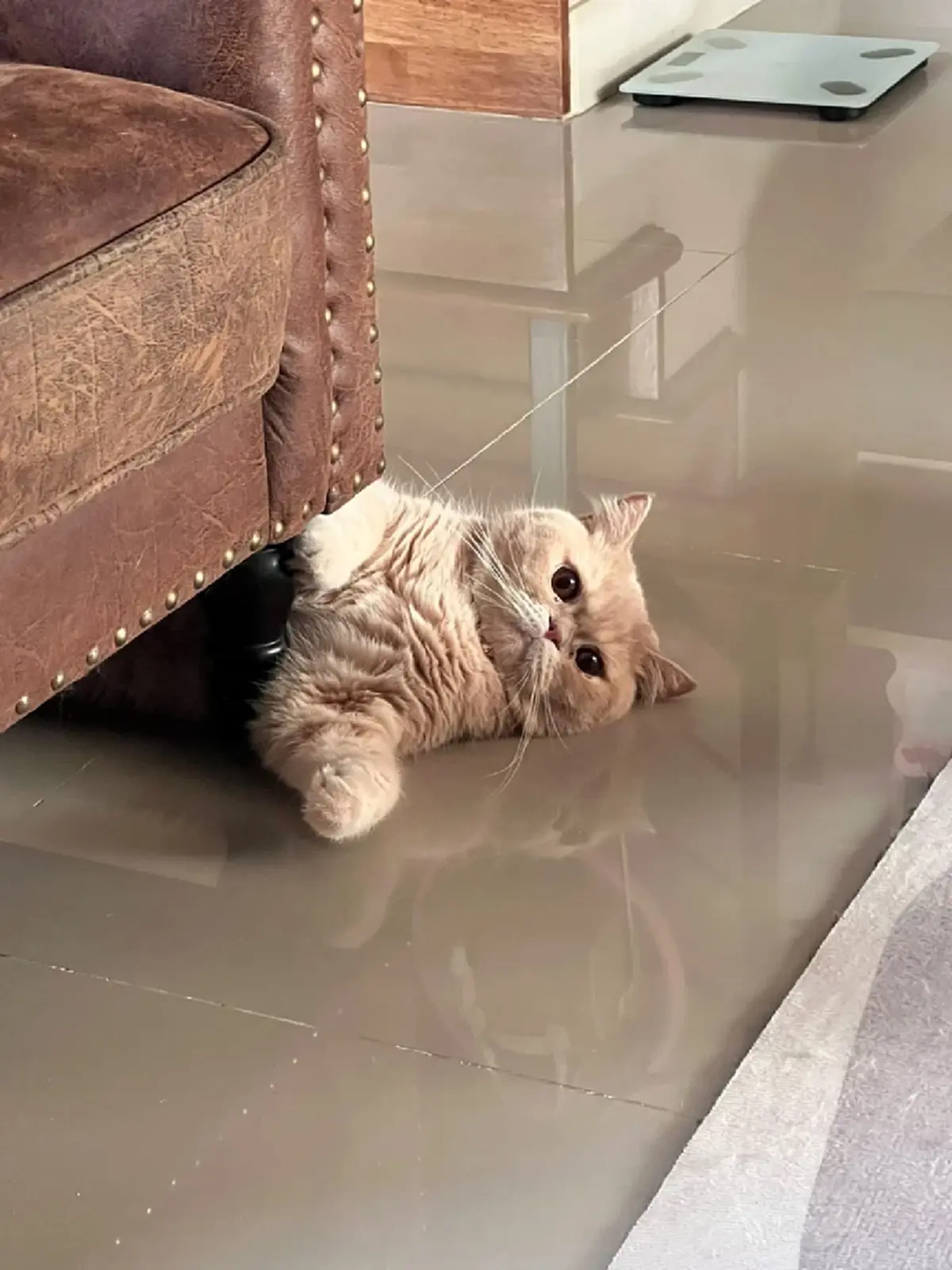 หัวอกแม่แทบสลาย! วอนช่วยตามหา "น้องชิโอะ" ป่วยโรคหัวใจหลุดหาย