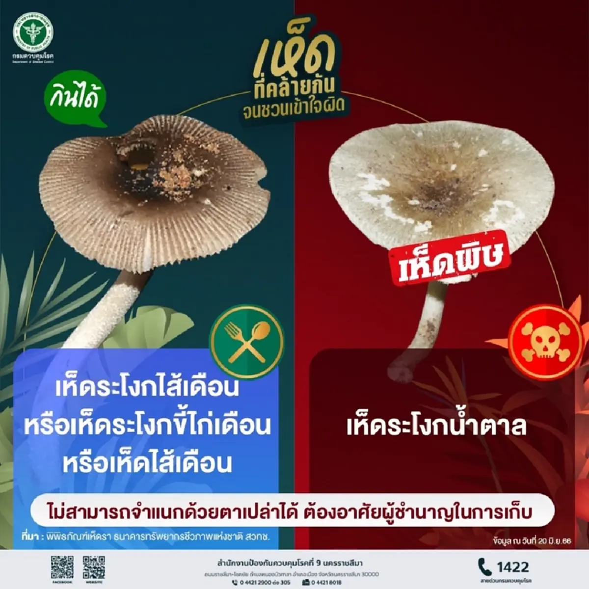 เตือนภัยเห็ดพิษ! อีสานใต้ป่วยทะลุ 335 ราย ชัยภูมิหนักสุด