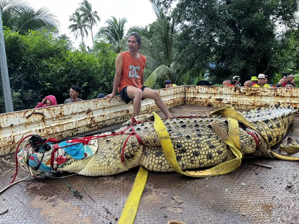 ระทึก! ขนย้าย "เจ้าเนื้อทอง" จระเข้หนักกว่า 400 กก. หนีน้ำท่วม