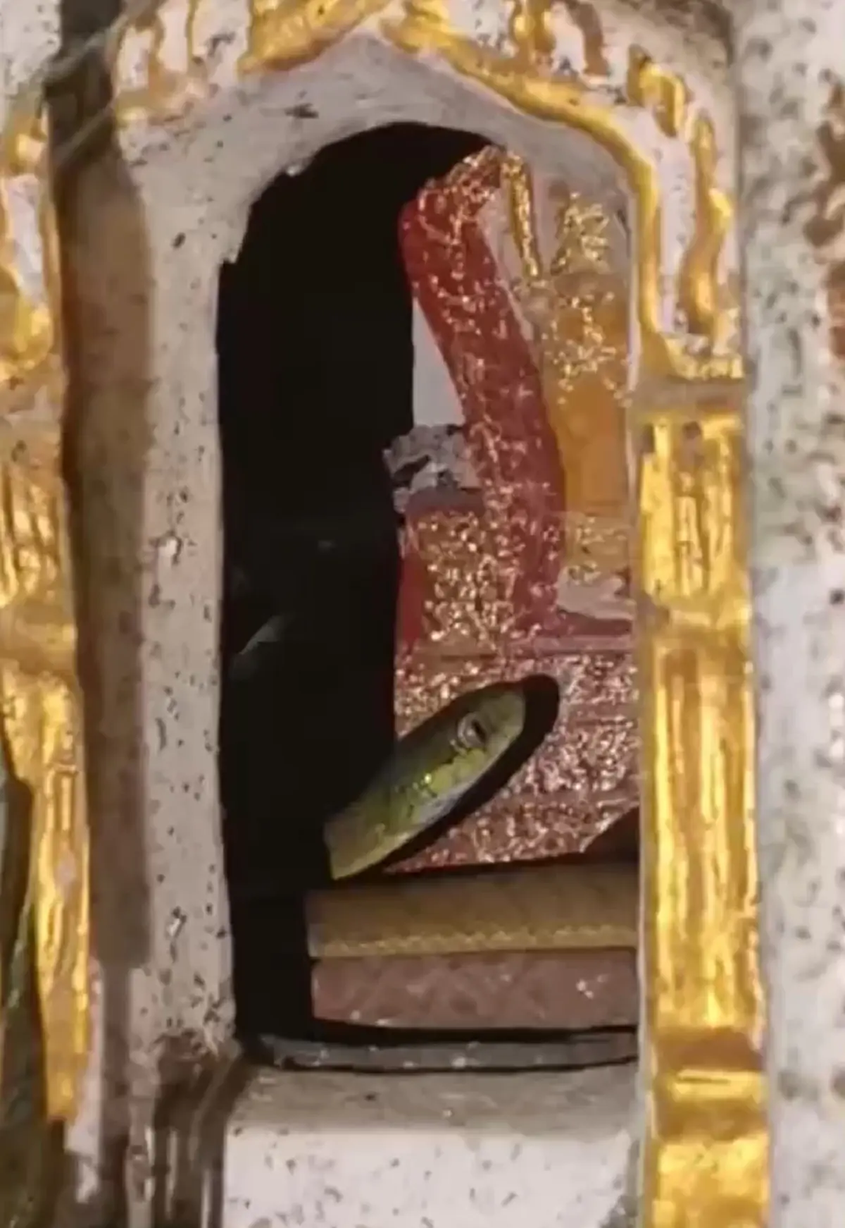 ส่องบ้านเลขที่ งูเขียวน้อย นอนขดตัวนศาลพระภูมิ เชื่อมาให้โชค