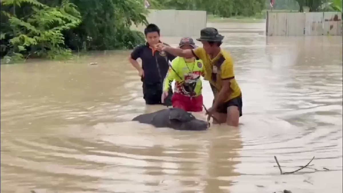 ปลวกแดงอ่วม! น้ำทะลักท่วมบ้าน กู้ภัยช่วยหมู 7 ตัวลอยคอรอด
