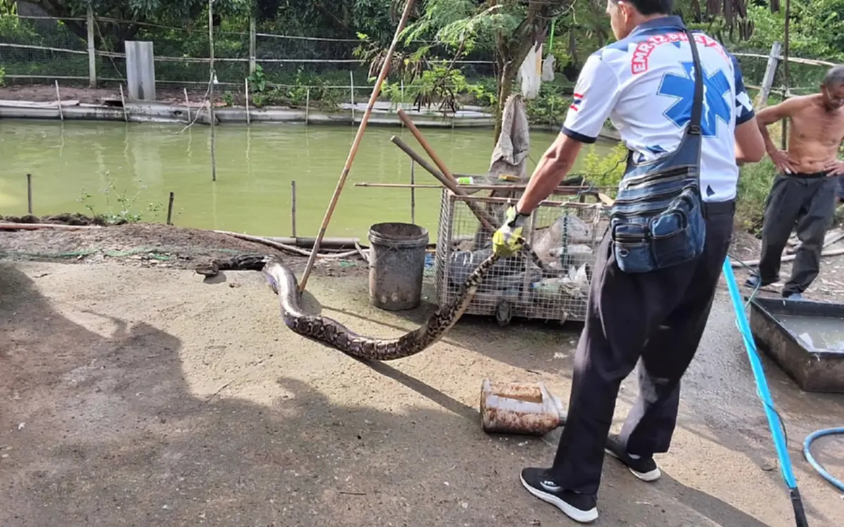 เป็ดร้องลั่นทั้งเล้า! เปิดภาพงูเหลือมยักษ์ 3.55 เมตร บุกกลางสระ