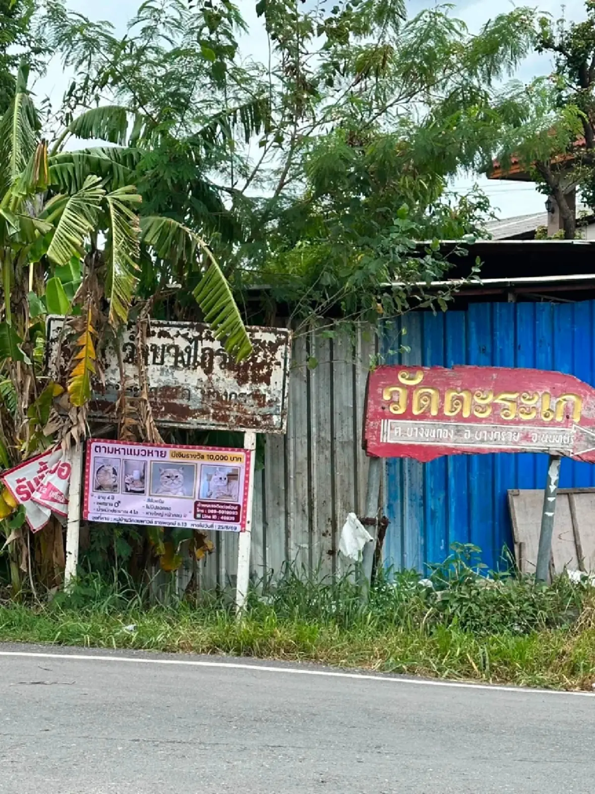 หัวอกแม่แทบสลาย! วอนช่วยตามหา "น้องชิโอะ" ป่วยโรคหัวใจหลุดหาย