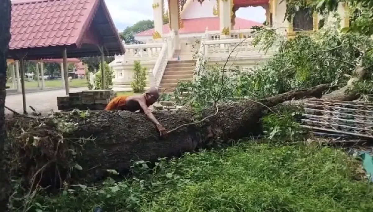 เฉียดเมรุหวุดหวิด! ไม้มงคลยักษ์ 50 ปี โค่นล้ม ปาฏิหาริย์ไร้รอยขีดข่วน 