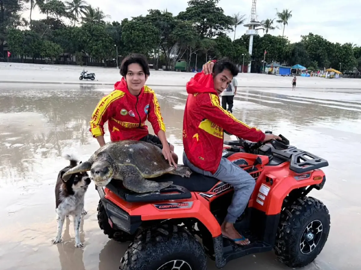 พบเต่าทะเลยักษ์เกยตื้นหาดป่าตอง เจ้าหน้าที่เร่งยื้อชีวิตด่วน 