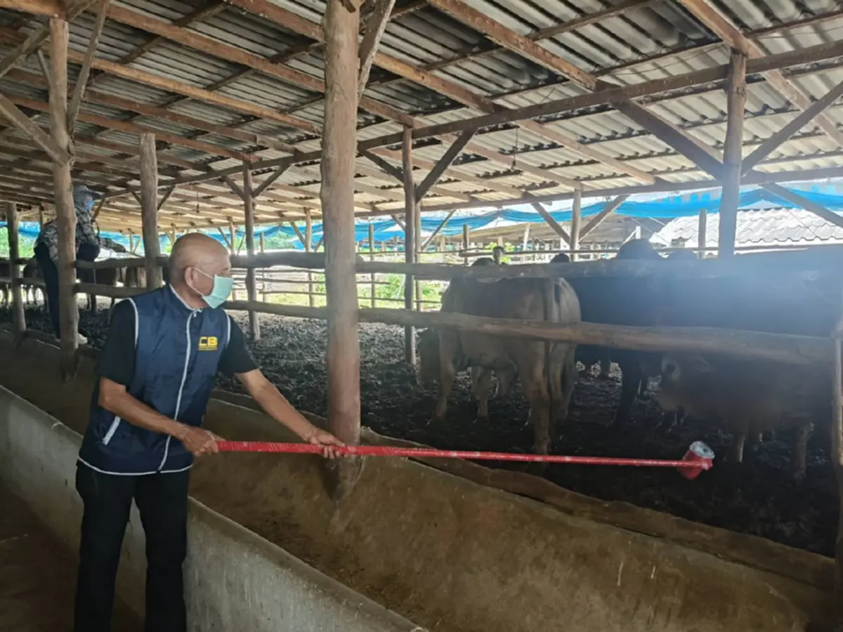 สะเทือนวงการโค สารเร่งเนื้อแดง เจอเต็มๆ 967 ตัว สะพัด 80 ล้าน  