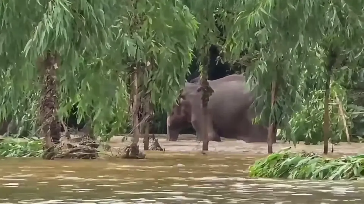 ผลักดันช้างป่าหนีน้ำท่วมสำเร็จ! ดีใจพบ "ชูใจ" ขาพิการแข็งแรง