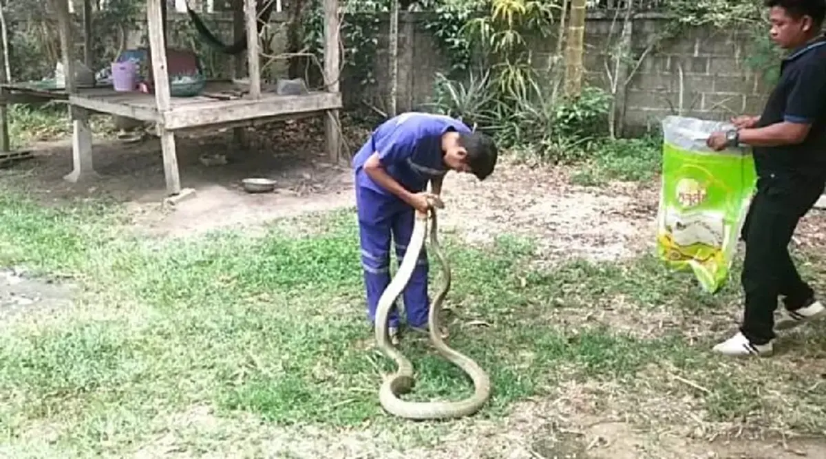 ส่องเลขที่บ้าน งูจงอางยักษ์ เลื้อยซุกกระถางต้นไม้ ลุ้นจับระทึก
