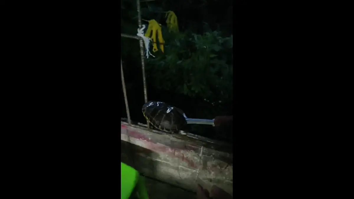 หนุ่มเทศบาล ช่วยเต่าเดินข้ามถนนกลางดึก ตกใจหลังกระดองเจอตัวเลข 